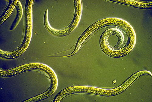 CSIRO ScienceImage 2818 Group of Nematodes