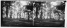 Warrenton, Virginia (vicinity). Ruins of White Sulphur Springs hotel