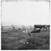 City Point, Virginia. Cattle for the Army of the Potomac