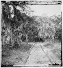 Road through woods