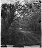 Port Royal Island, South Carolina. Road through woods