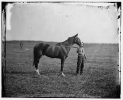 Culpeper, Virginia. Gen. George G. Meade's horse, 