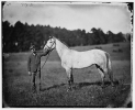 Lt. King's horse