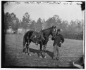 Petersburg, Virginia. Capt. Edward A. Flint's horse. Headquarters, Army of the Potomac