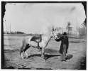 Petersburg, Virginia. Lt. Vane and horse, Army of the Potomac