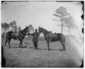 Falmouth, Virginia. Col. George Henry Sharpe's horses, headquarters, Army of The Potomac