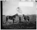 Falmouth, Virginia. Gen. Daniel Butterfield's horses