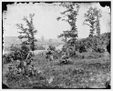 Brandy Station, Virginia (vicinity). View