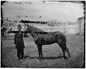 Officer with horse