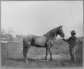 Captain Beckwith's horse