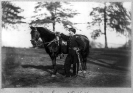 O.H. Hart, full-length portrait, standing, left profile, in uniform, alongside horse
