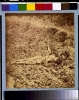Dead Confederate soldier, in trenches of Fort Mahone in front of Petersburg, Va., April 3, 1865