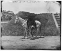 Gettysburg, Pennsylvania. Major George W. Brumm & Co F, (and horse), 50th Pennsylvania Infantry