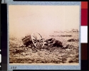 Dead horse on battlefield, Gettysburg, Pennsylvania