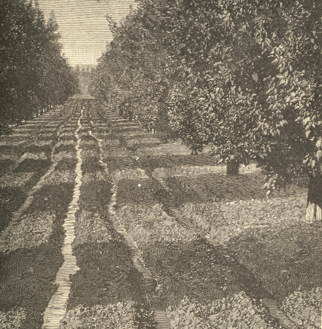 An Irrigated Orange Grove at Riverside, California